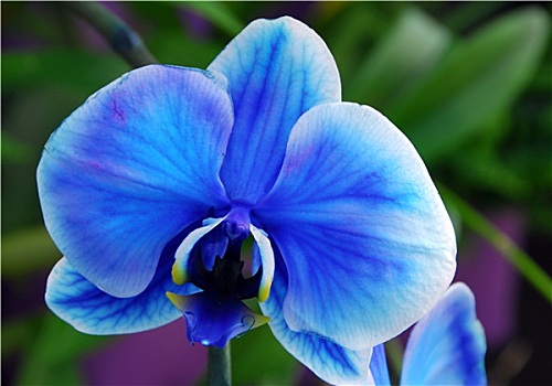 蝴蝶兰属,蓝色,白色,兰花