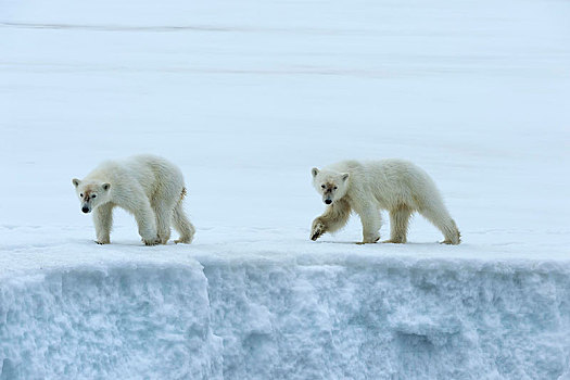 两个,一岁,北极熊,幼兽,走,冰河,海峡,斯匹次卑尔根岛,岛屿,斯瓦尔巴群岛,挪威,欧洲