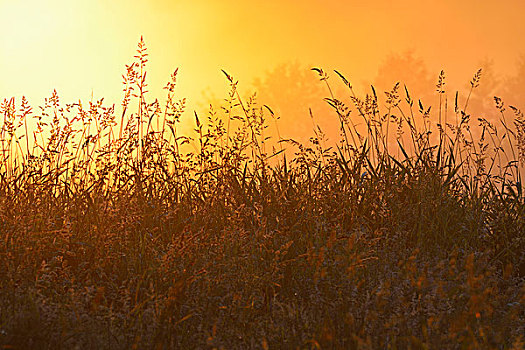 草叶,日出,费施兰德-达斯-茨因斯特,梅克伦堡前波莫瑞州,德国