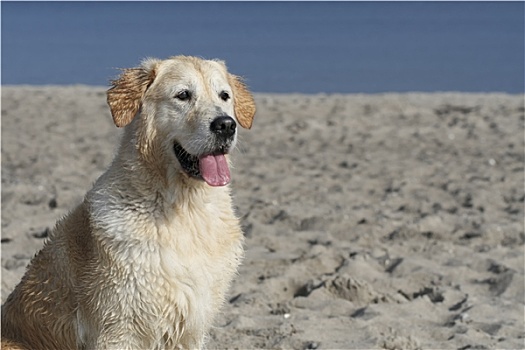 金毛猎犬,海岸