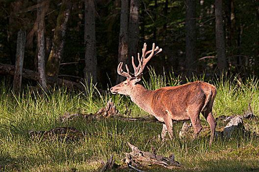 红色,鹿,杜鹿,巴伐利亚森林国家公园,巴伐利亚,德国,欧洲