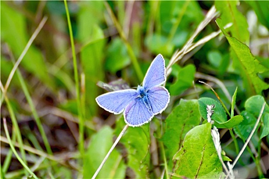 蝴蝶,蓝色,草地
