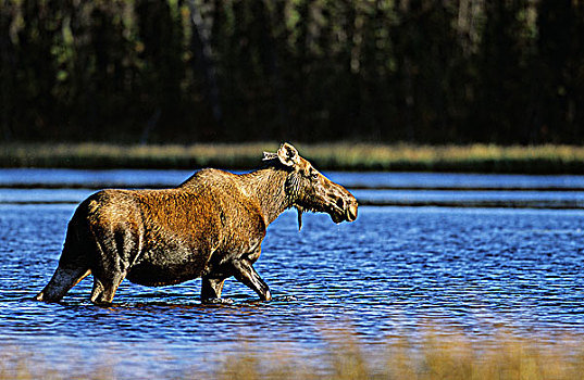 母牛,驼鹿,水塘,不列颠哥伦比亚省,加拿大