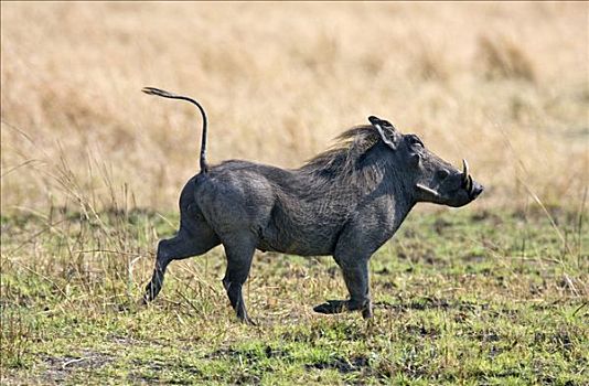 坦桑尼亚,国家公园,疣猪,尾部,空中
