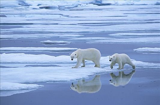 北极熊,一对,走,融化,冰,北极