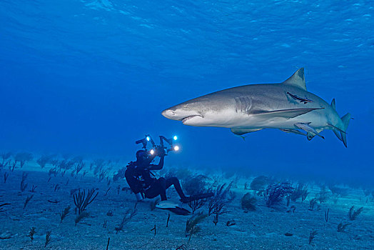 潜水,鲨鱼,巴哈马浅滩,巴哈马,中美洲