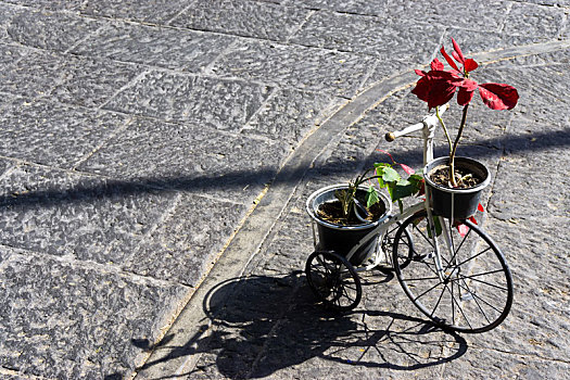 三轮车,植物,街上,柏布拉