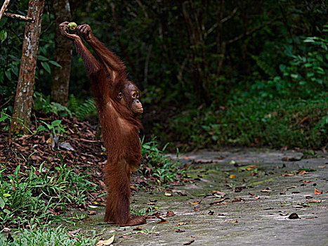 猩猩,黑猩猩,玩,水果,婆罗洲,马来西亚
