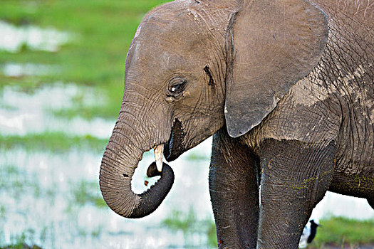 幼兽,非洲,灌木,大象,非洲象,站立,湿地,吃草,安伯塞利国家公园,肯尼亚