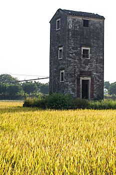 农业生产之农田水稻与雕楼