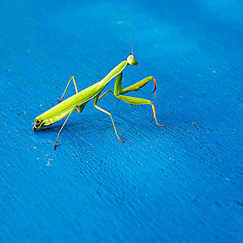 合掌螳螂,蓝色,表面,哥斯达黎加,马拉加,安达卢西亚,西班牙