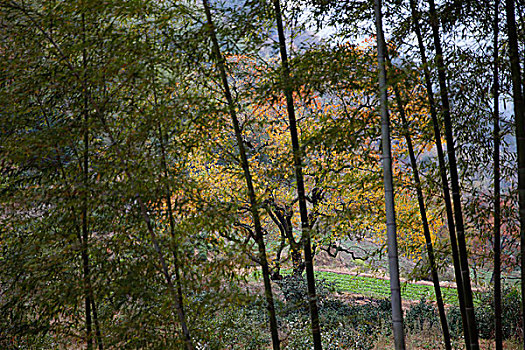 竹杆和红叶树