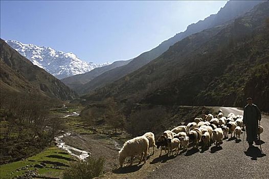 放牧,绵羊,阿特拉斯山脉,山谷,摩洛哥