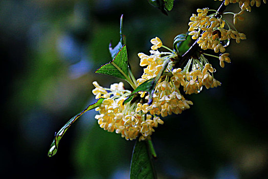 雨中桂花