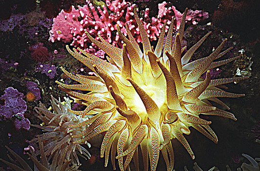 深红色,海葵,礁石,温哥华岛,不列颠哥伦比亚省,加拿大