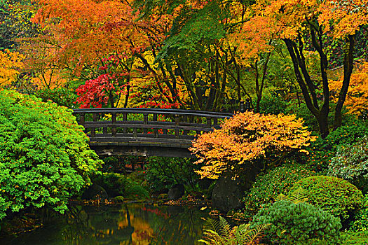 秋天,波特兰,日式庭园,俄勒冈,美国
