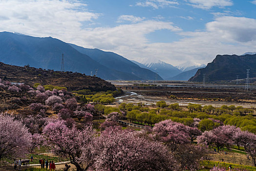 西藏林芝嘎啦桃花村