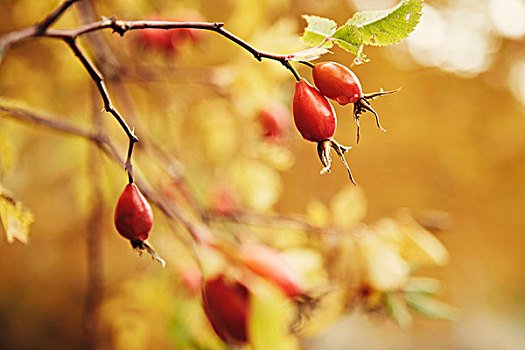 芽,树上,秋天,南蒂罗尔,意大利