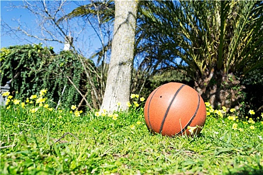 篮球,花园