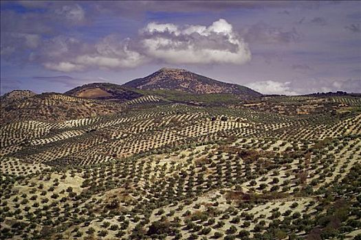 橄榄,果园,安达卢西亚,西班牙