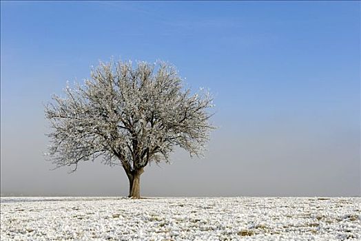 树,草地,白霜