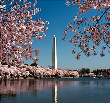 樱花,华盛顿纪念碑