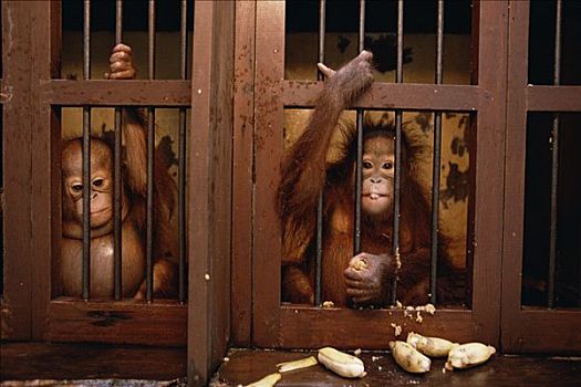 猩猩,黑猩猩,笼子,设施,婆罗洲