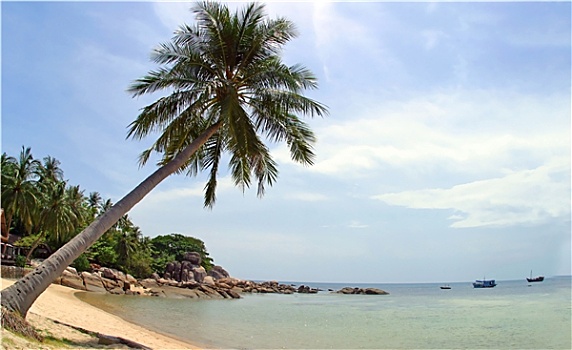 棕榈树,上方,完美,海滩,龟岛,平和