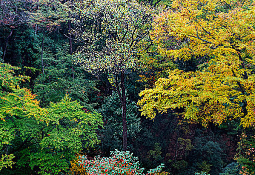 光雾山九角山风光