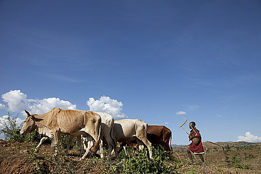 男孩,母牛,地点,埃塞俄比亚