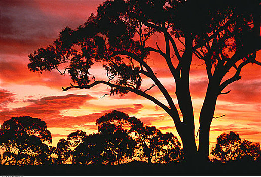 日落,树,山谷,澳洲南部,澳大利亚