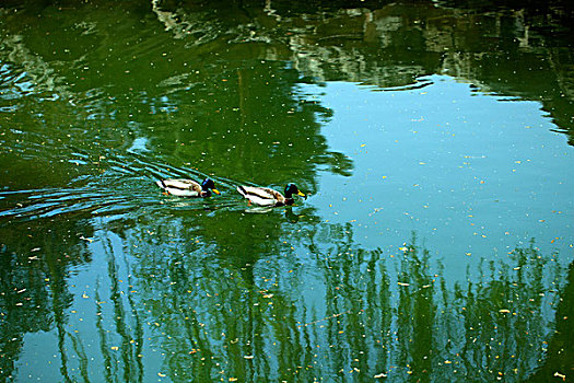 两只野鸭在水中戏水