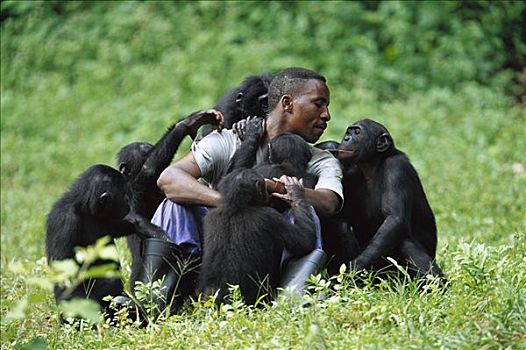 倭黑猩猩,群体,玩,看护,刚果
