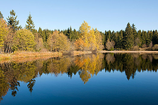 水塘,哈尔茨山,国家公园,萨克森安哈尔特,德国,欧洲