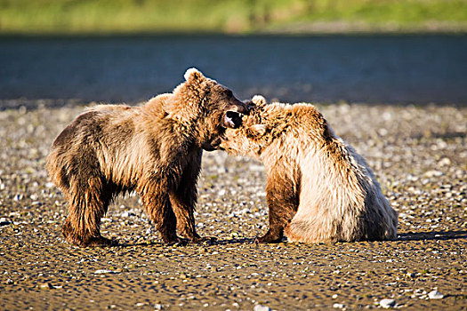 大灰熊,卡特麦国家公园,保存,阿拉斯加,美国