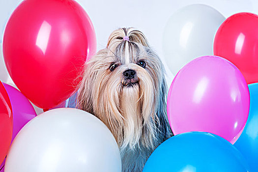 微笑,长发,西施犬,狗,假日,红色,蓝色,白色,粉色,气球,白色背景,背景