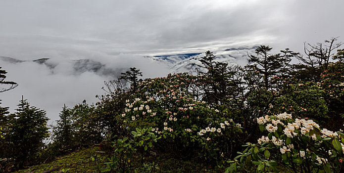 高山杜鹃