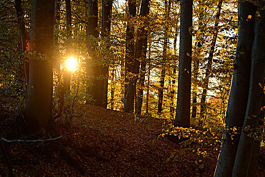 太阳,欧洲山毛榉,树林,普拉蒂纳特,巴伐利亚,德国