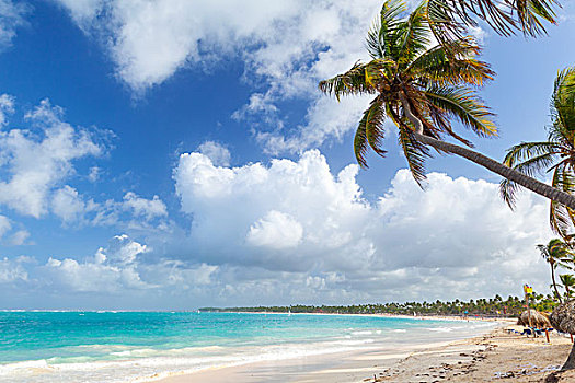 棕榈树,沙滩,海岸,大西洋,多米尼加共和国