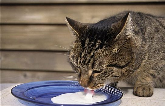 家猫,喝,牛奶,盘子