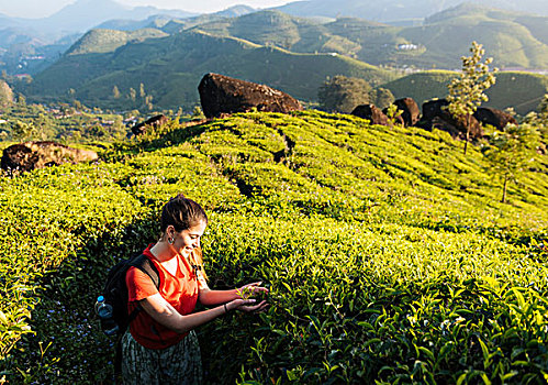 美女,看,茶,植物,茶园,靠近,喀拉拉,印度