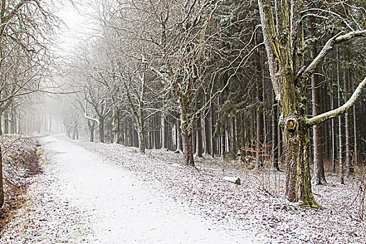 小路,冬日树林,黑森州,德国,欧洲
