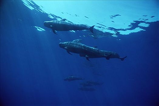 大吻巨头鲸,短肢领航鲸,群,夏威夷