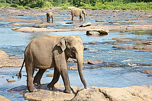 斯里兰卡,大象,象属,一个,三个,亚洲象,乡村