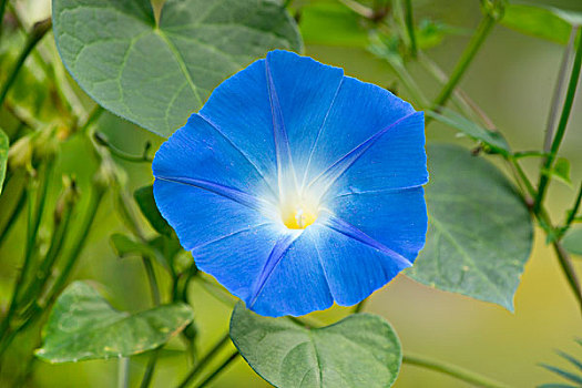 蓝色,牵牛花,番薯属植物,三色,花,图林根州,德国,欧洲