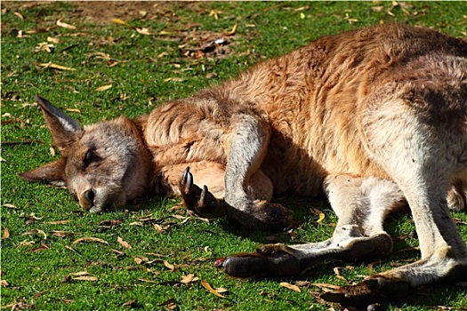 袋鼠,澳大利亚