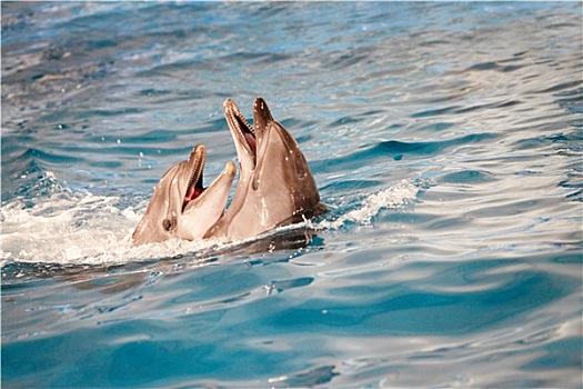 海豚,情侣,水中