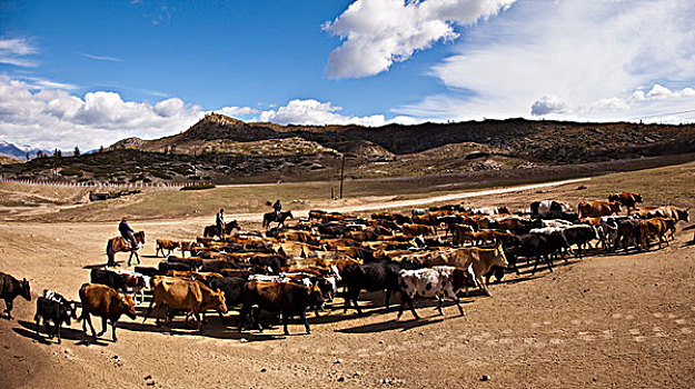新疆北疆牧场