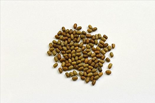 小,褐色,豆,印度