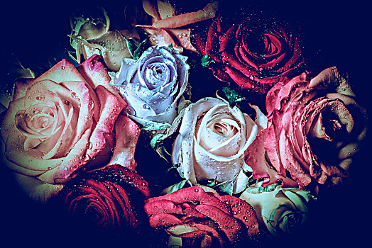 彩色,玫瑰,一束玫瑰,象征,喜爱